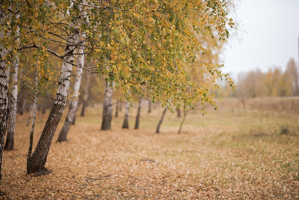Photograph by Светлана Викторова