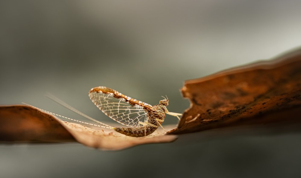 Waiting for the Morning