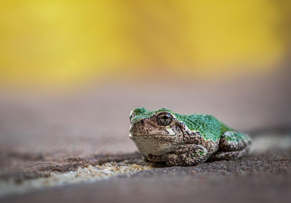 Why’d you bother me?