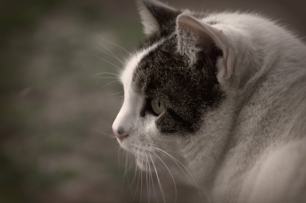 Photograph by Desanka Kocoljevac