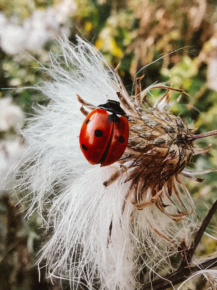 Photograph by Ангелина
