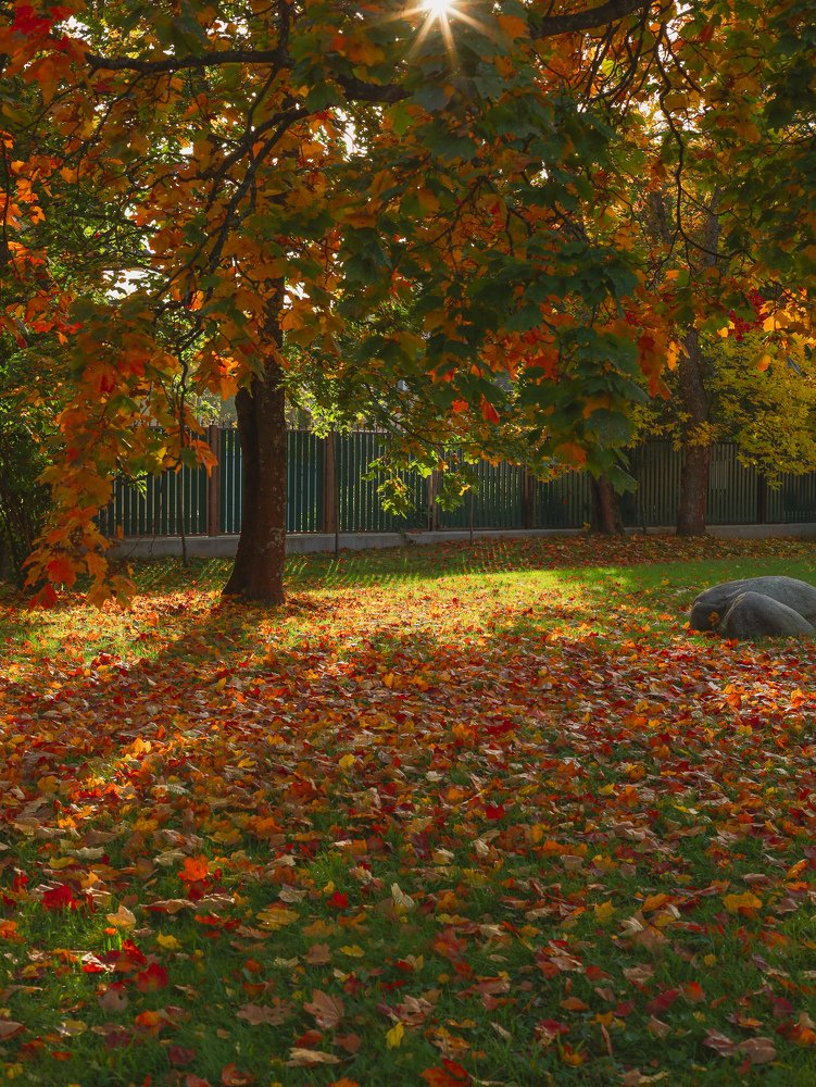 Осенняя краса, очей очарование...