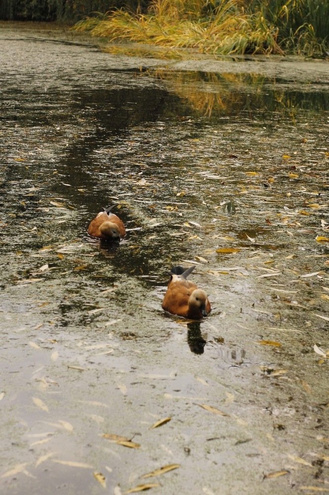 Photograph by Елена