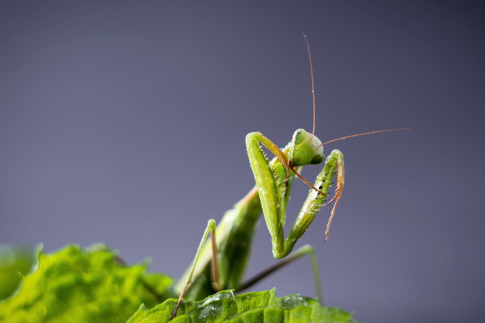 Photograph by Анна Айбетова