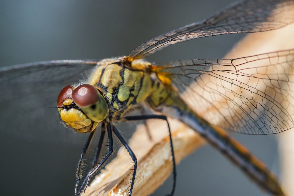 Photograph by Максимов Денис