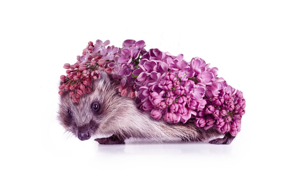 Photograph by Анна Айбетова