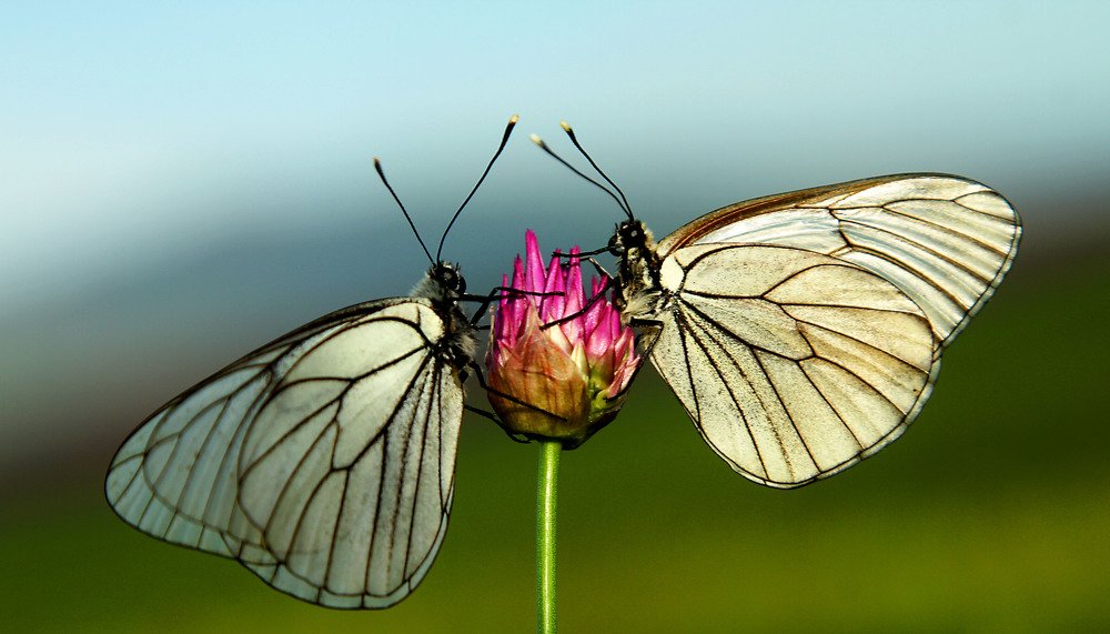 Photograph by Алтынбек Қартабай