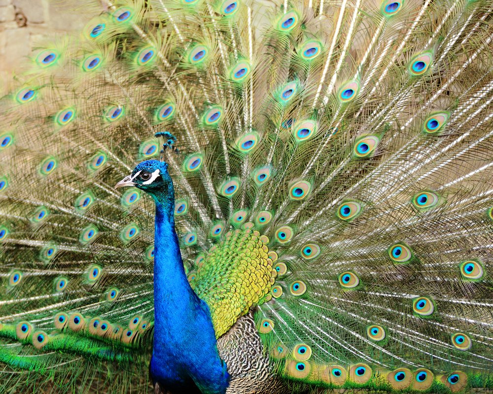 Photograph by Анна Айбетова