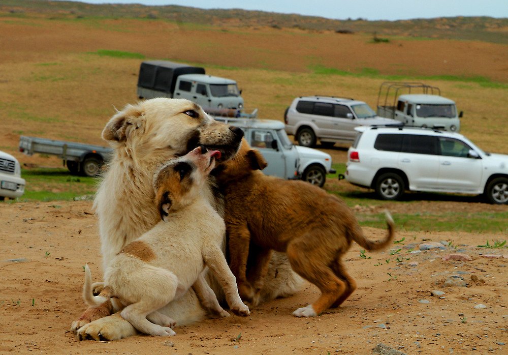 Photograph by Алтынбек Қартабай