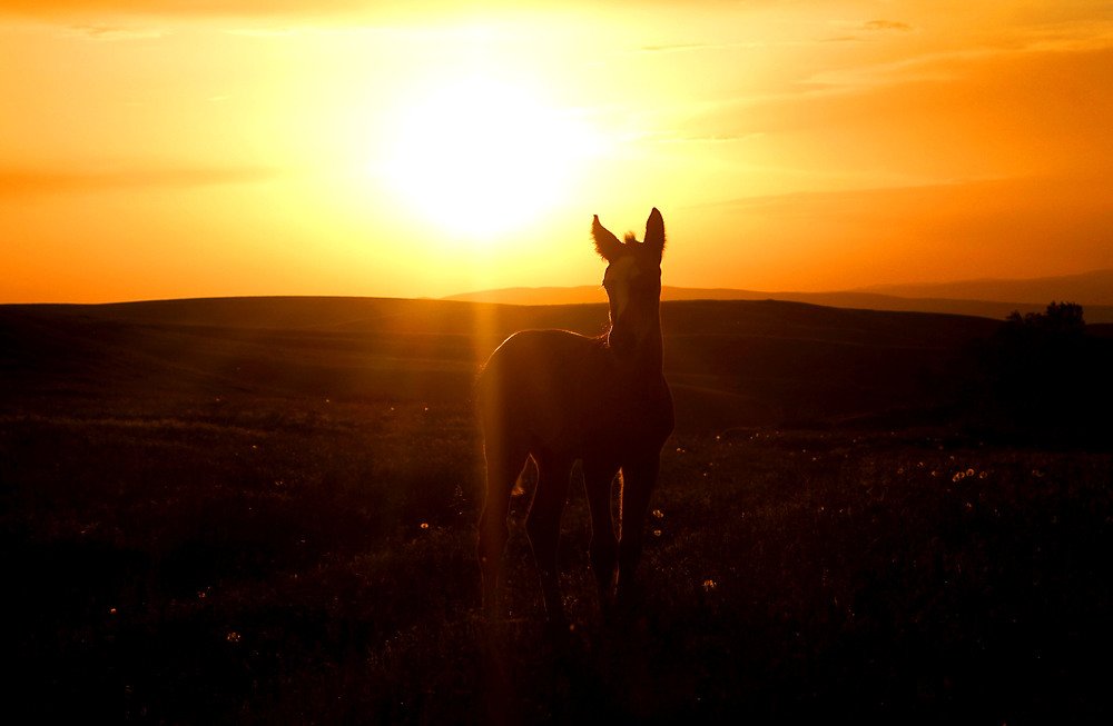 Photograph by Алтынбек Қартабай