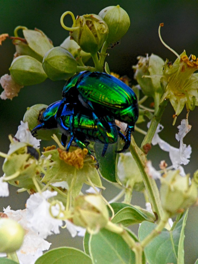 Photograph by Régis Santos