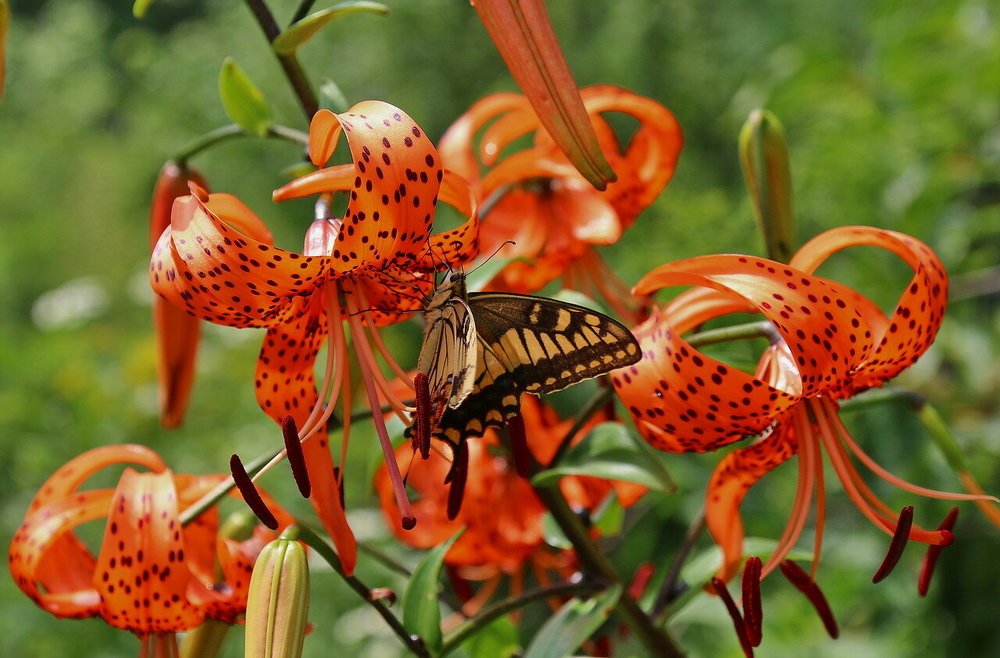Фотография автора АЛЕКСАНДР ЦЫГЕЛЬНЮК