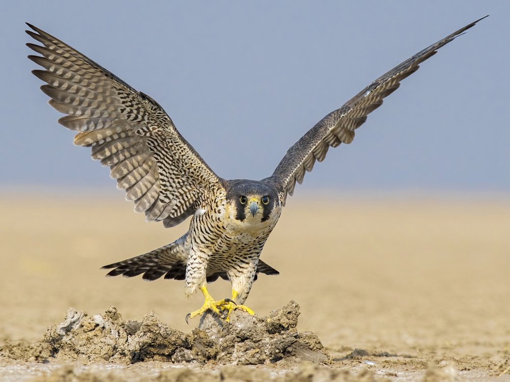 The Fastest Creature of this Planet!