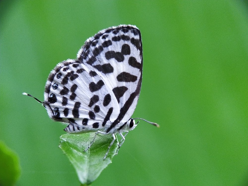 Common Pierrot