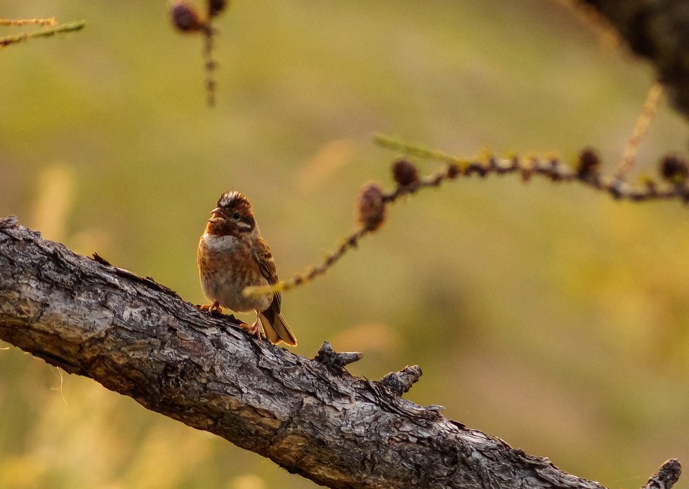 Photograph by Виктор Сёмушкин