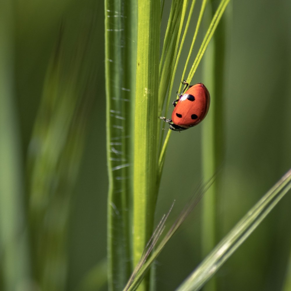 Photograph by Алексей Кремнёв
