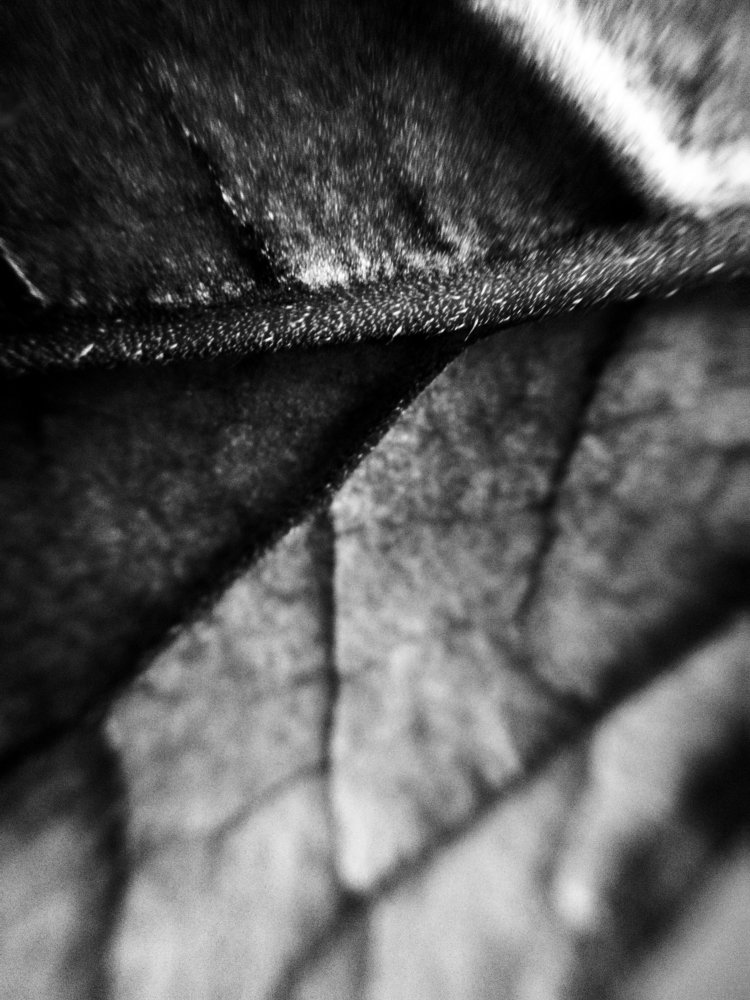 Фотография автора Ivelina Petkova