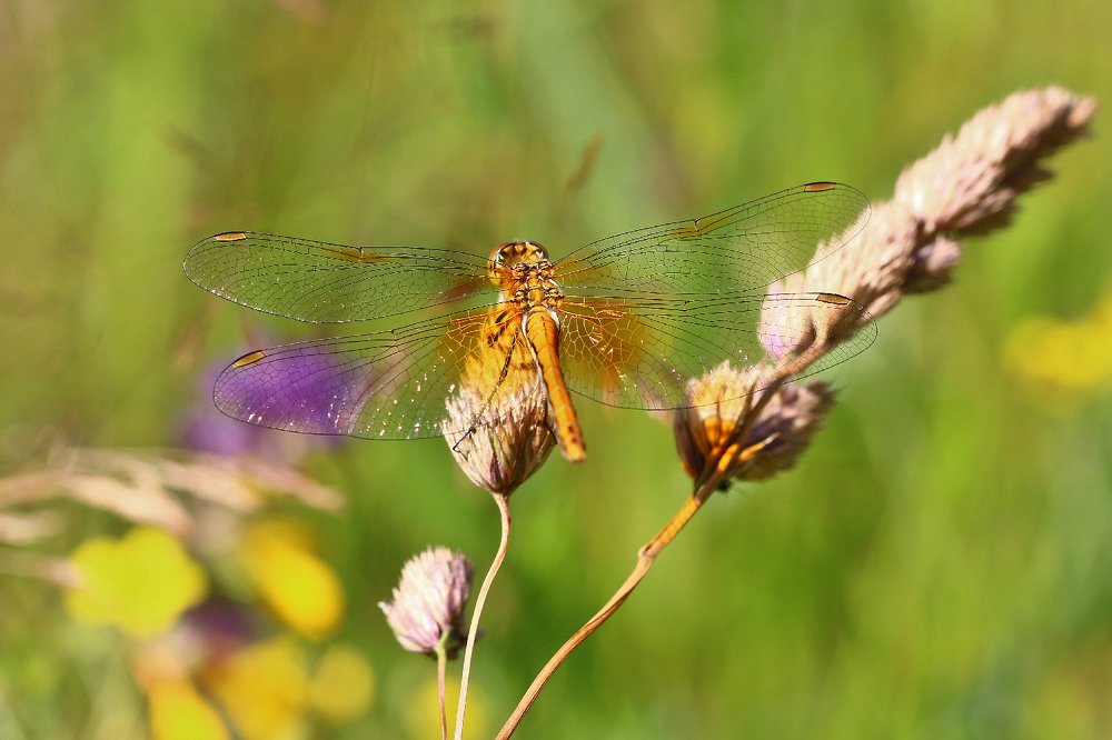 Photograph by Алексей Федулов