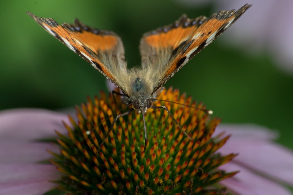 Photograph by Александра Лукашевич