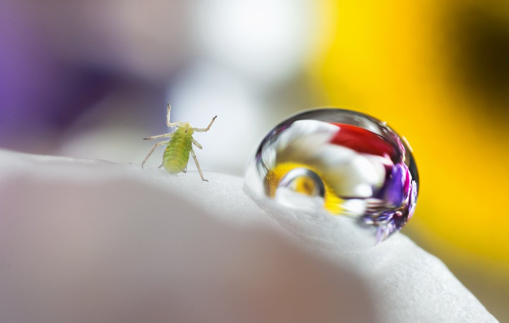 Радуясь лету