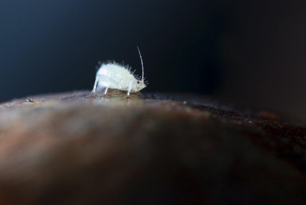 Единорожка