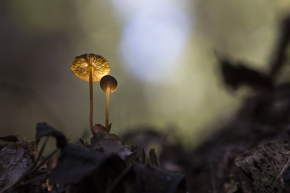 Лесные фонарики