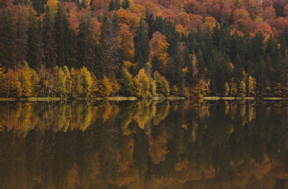 Фотография автора Comșa Bogdan