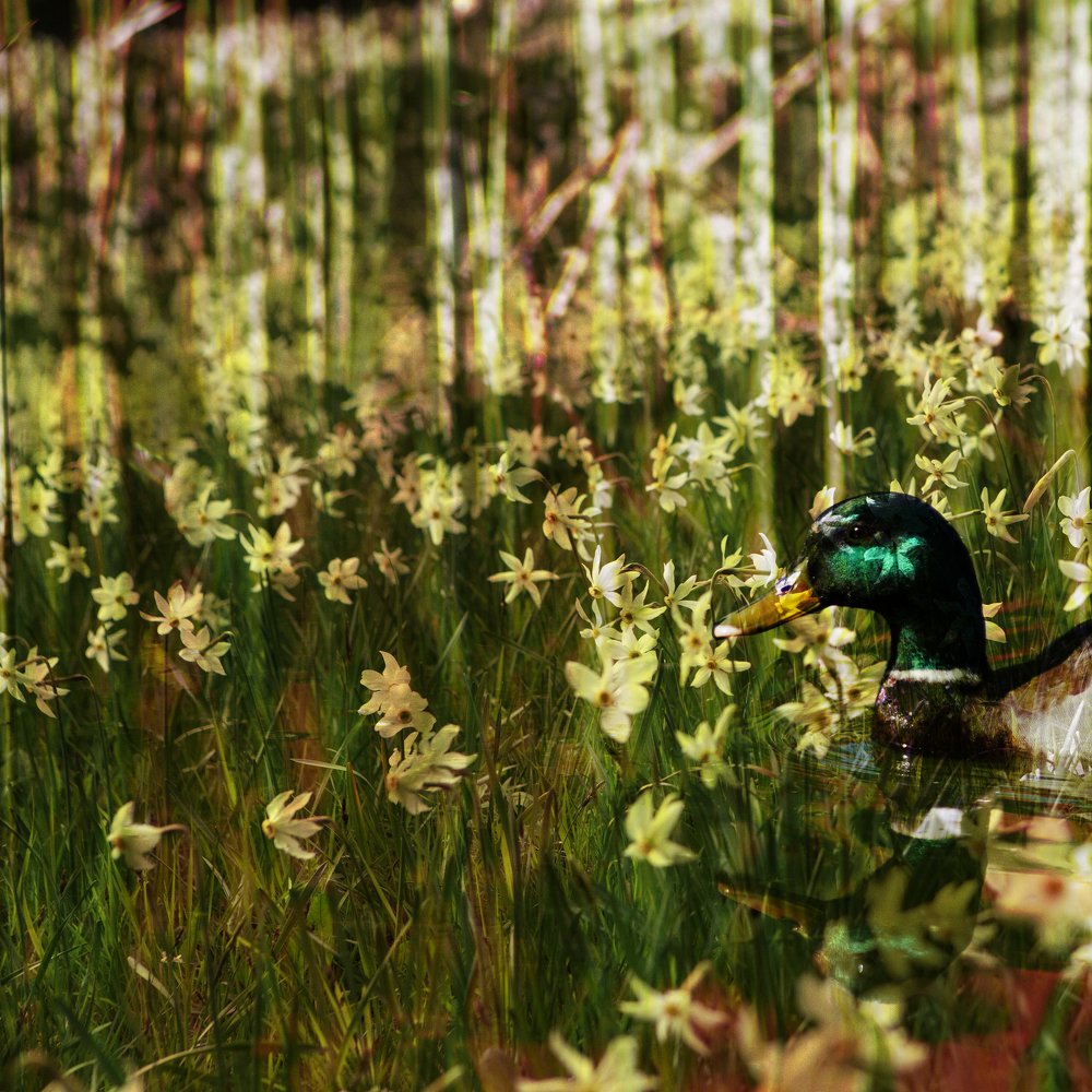 Photograph by Bostjan