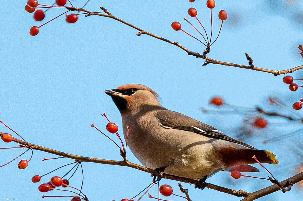 Photograph by Ирина Кооль
