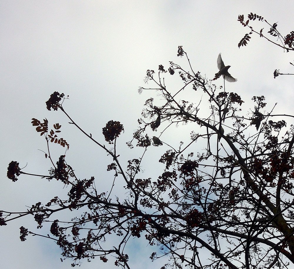 Photograph by Инна Голубева