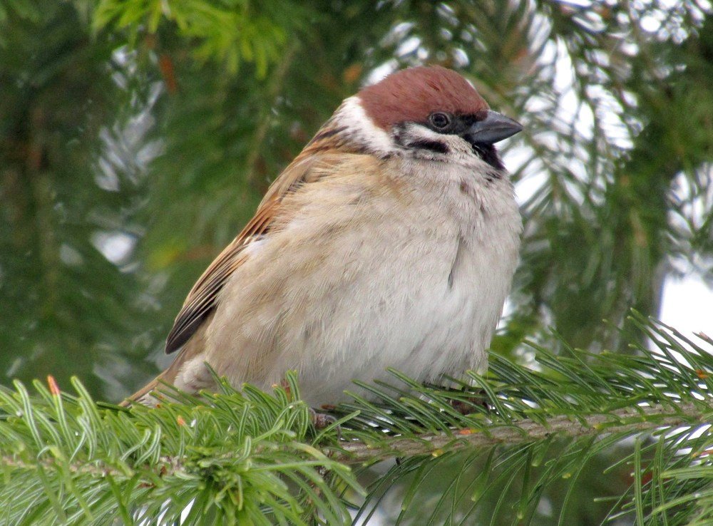 Photograph by Владимир Перминов