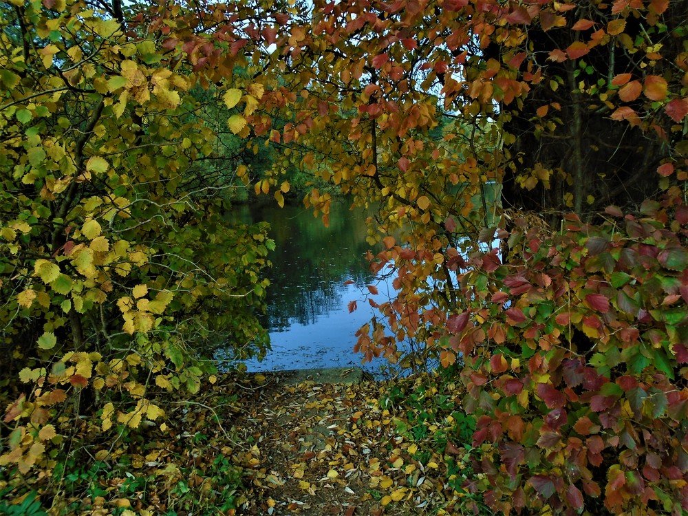 РАЗНОЦВЕТНАЯ ОСЕНЬ