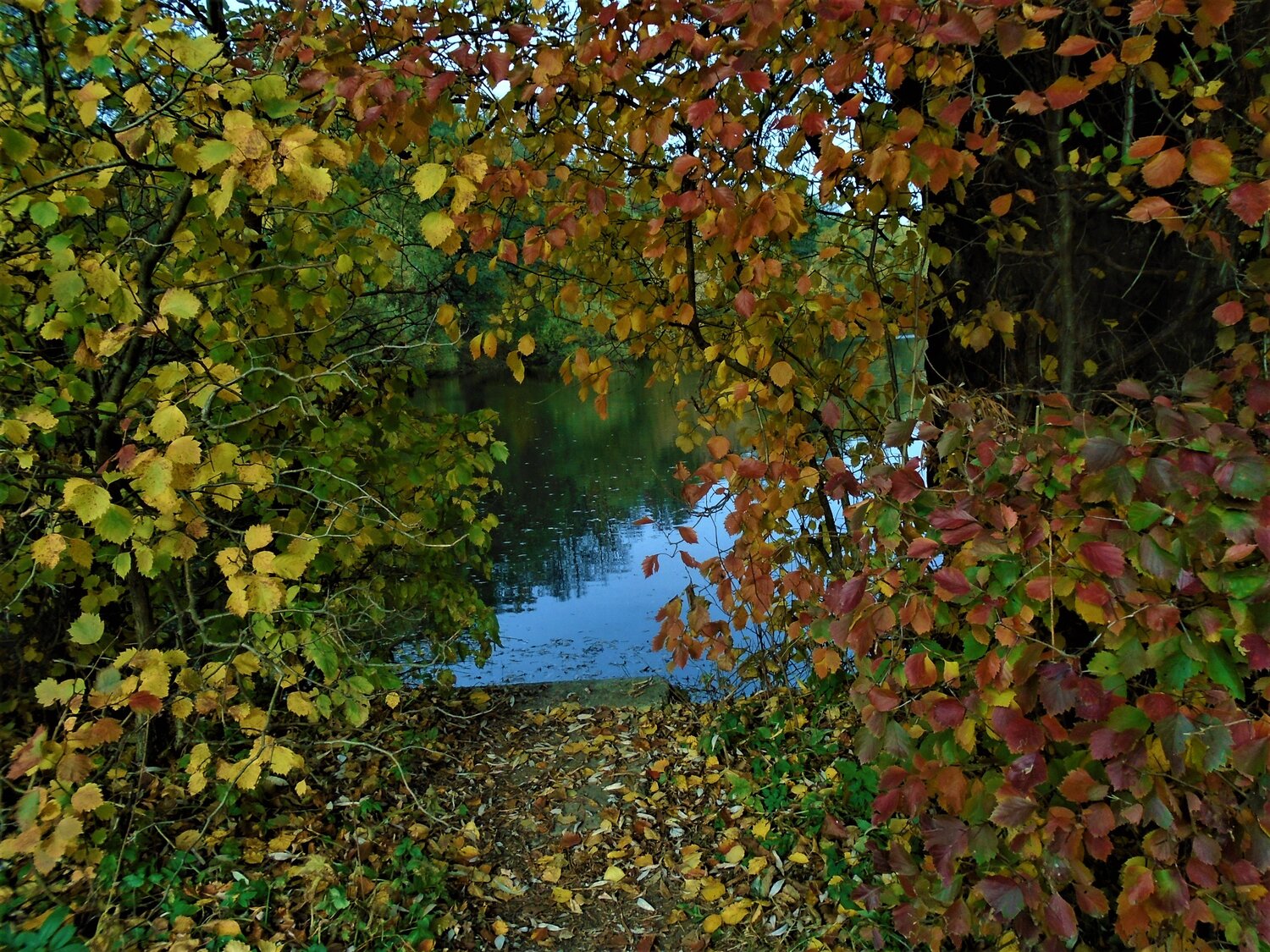 РАЗНОЦВЕТНАЯ ОСЕНЬ