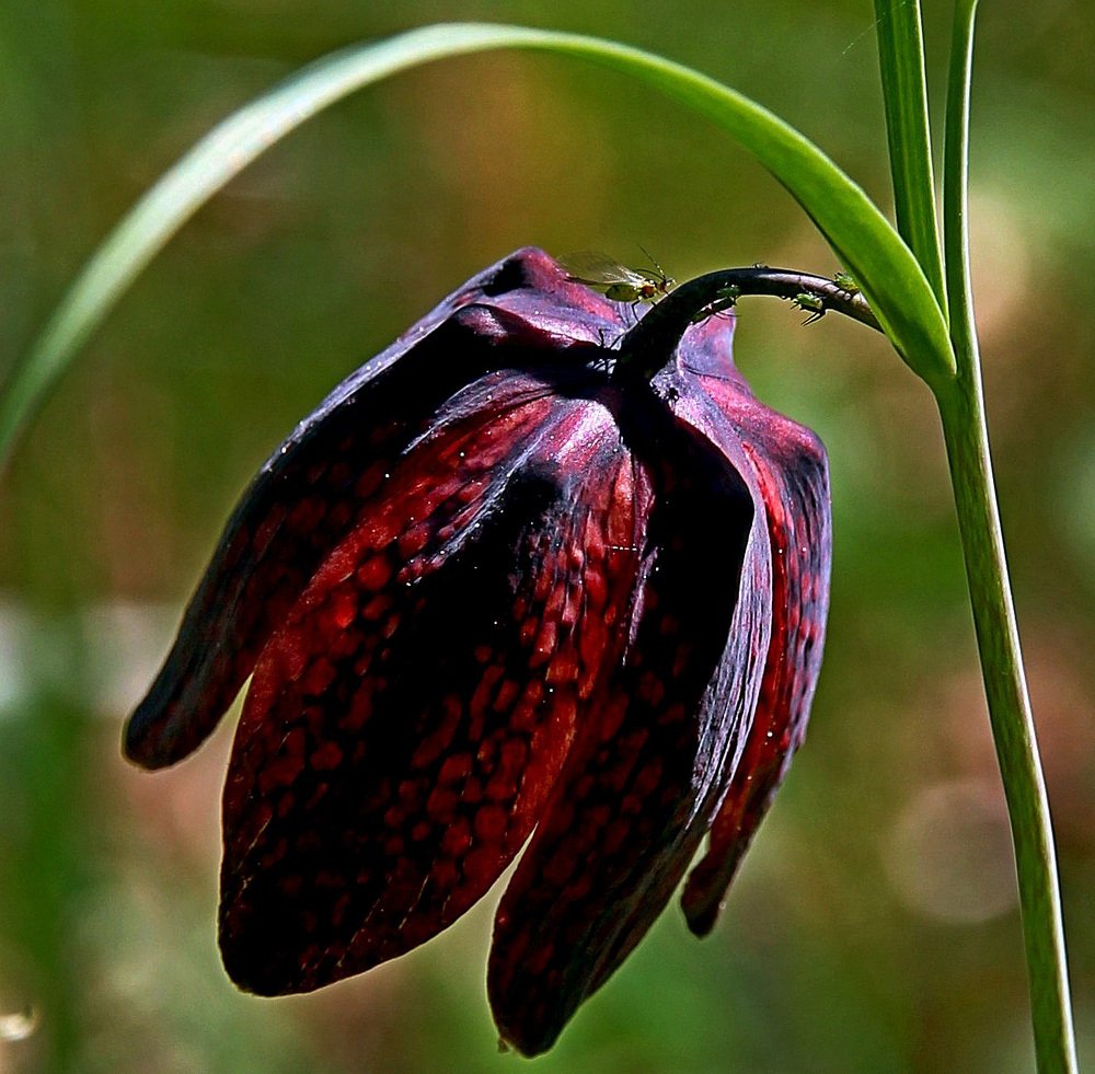 Photograph by Александр Бугаенко