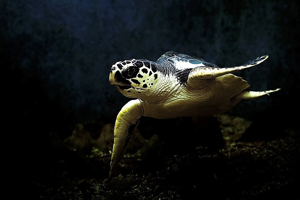 Photograph by Raed Victor Saad