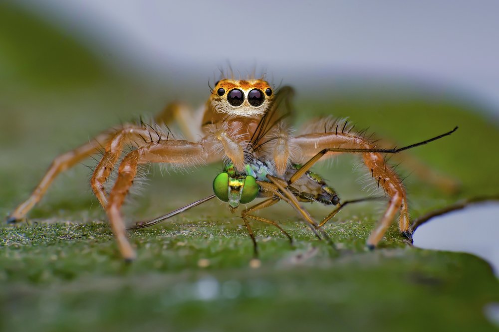 Photograph by Roshan Lal