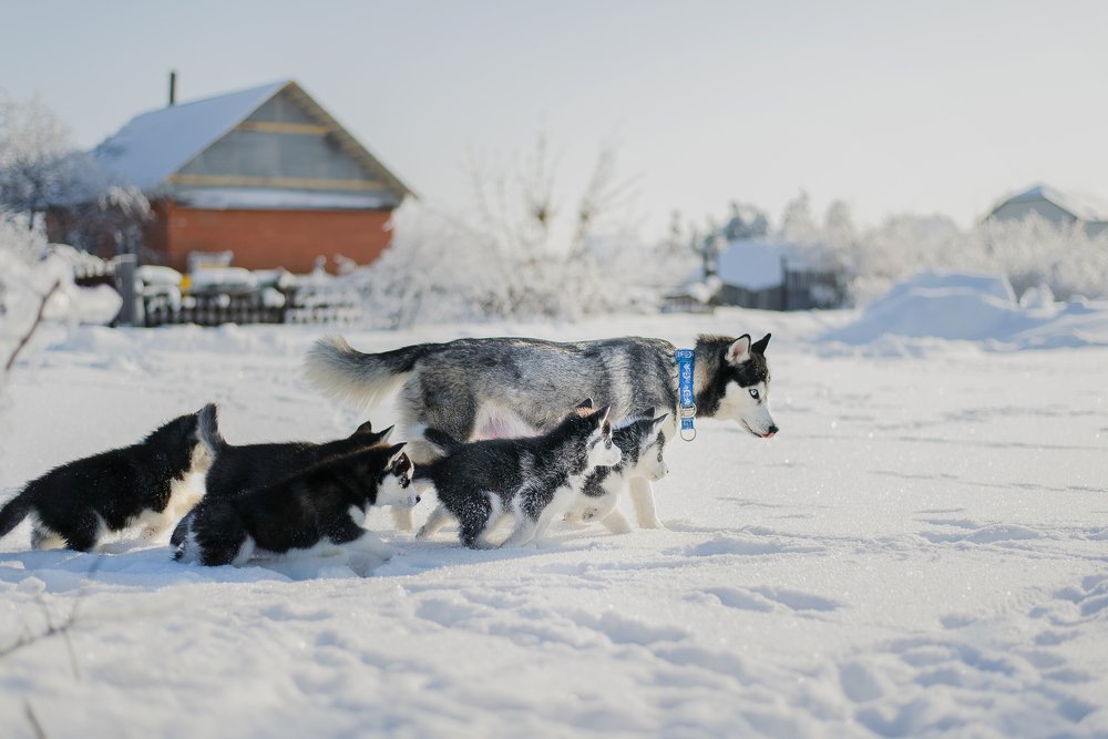 Photograph by Нина Дубровина