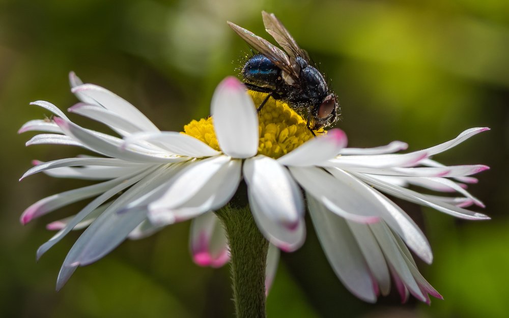 Photograph by Dan Gabriel