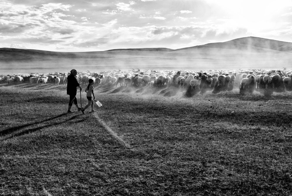 Пастбище в Монголии.
