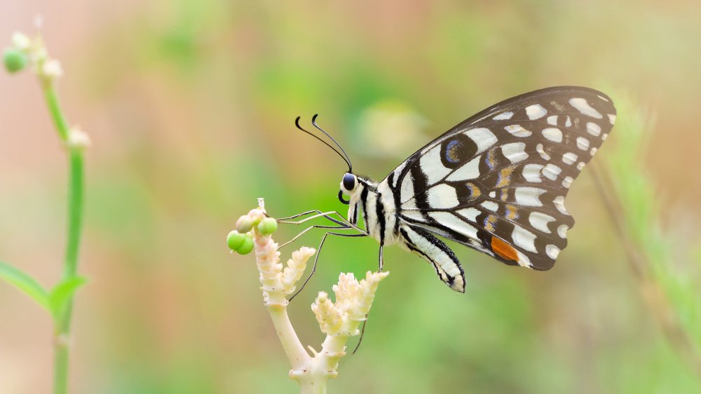 Photograph by Yashwanth Pavanan