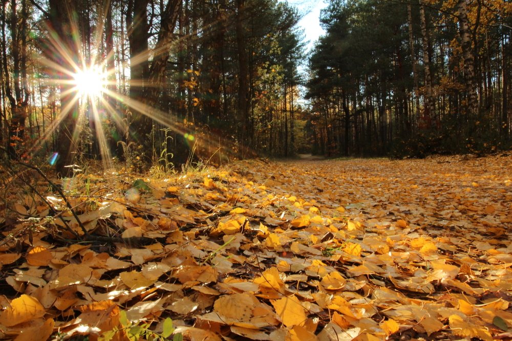 Фотография автора Елена Колосова