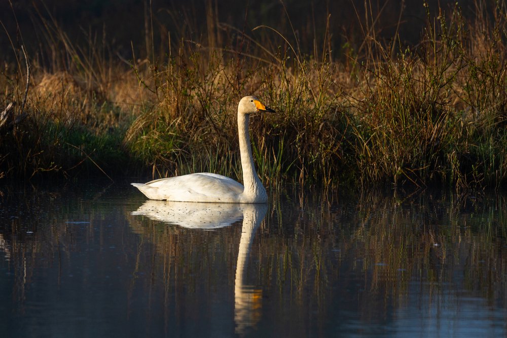 Photograph by Eriks Zilbalodis