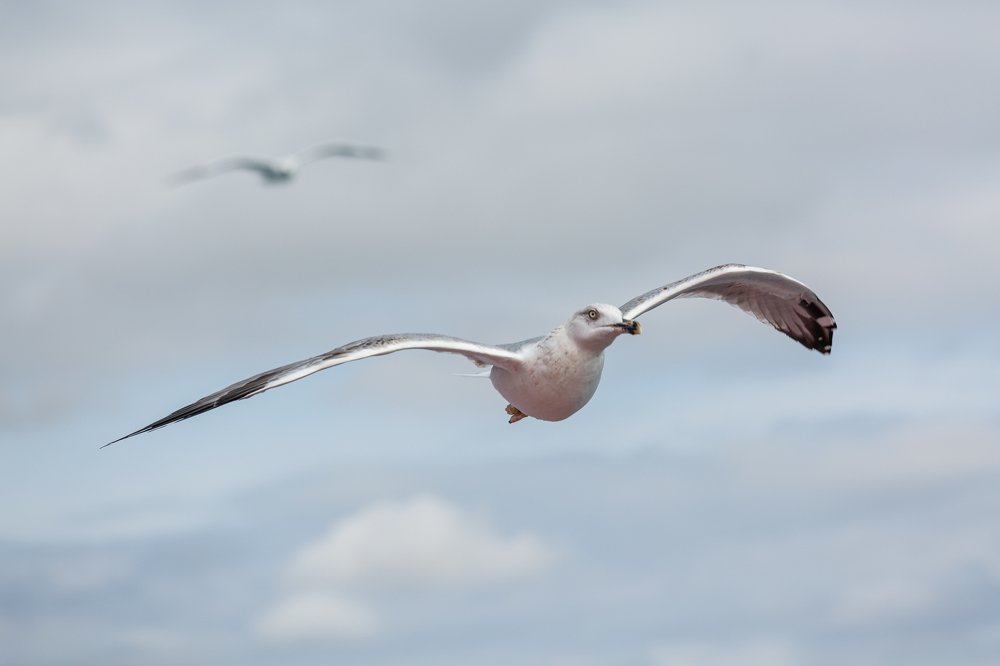 Photograph by Eriks Zilbalodis