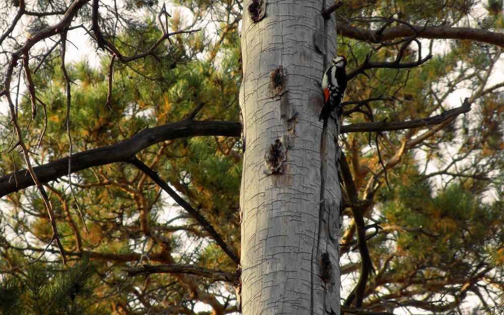 Photograph by Сергей Рудаков
