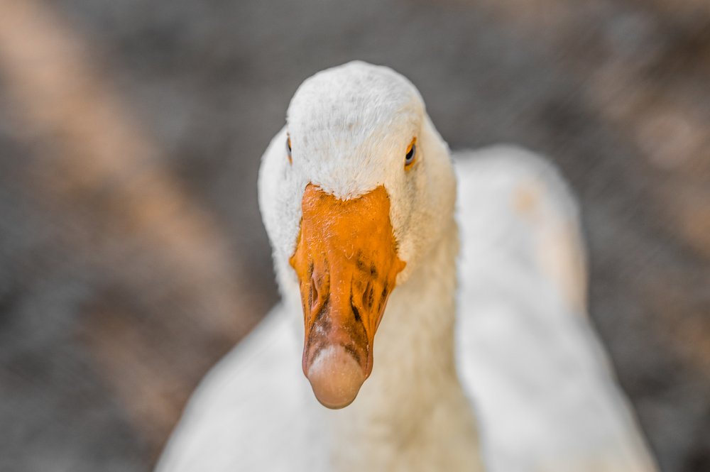 Фотография автора Marta Goch