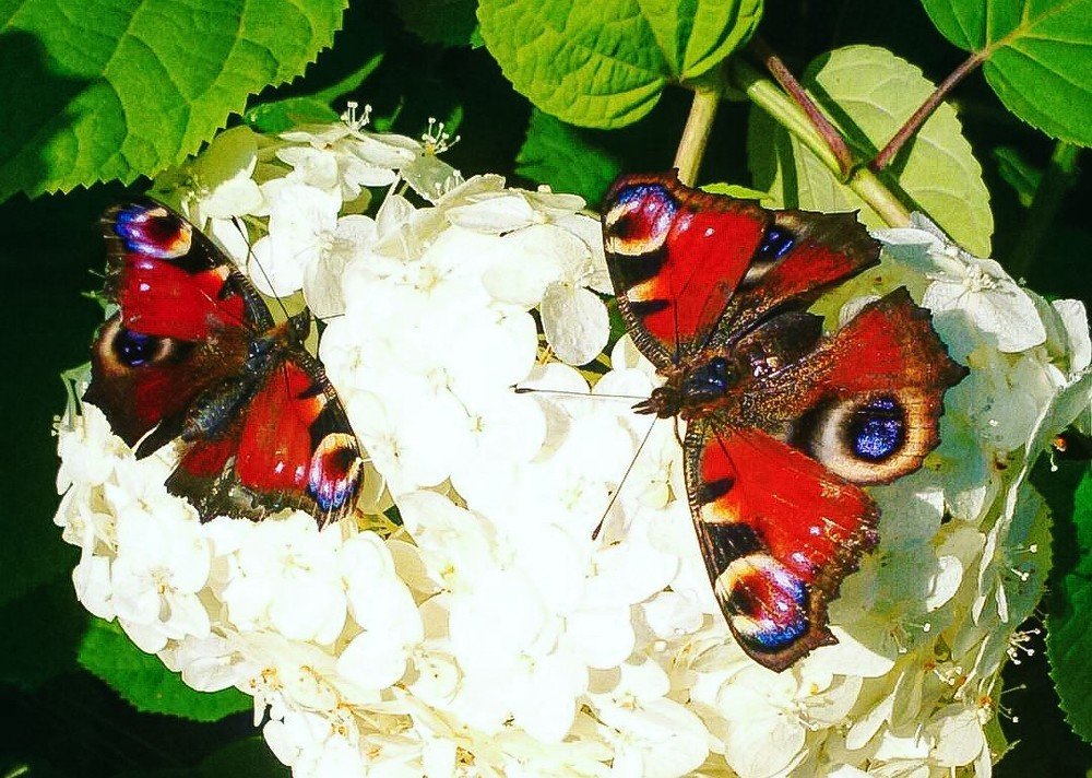 Фотография автора Валентина Рихмаер