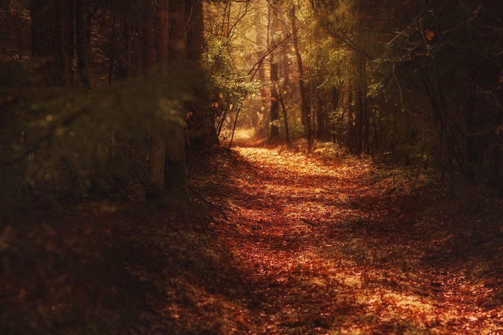 Photograph by Monika Lisowska