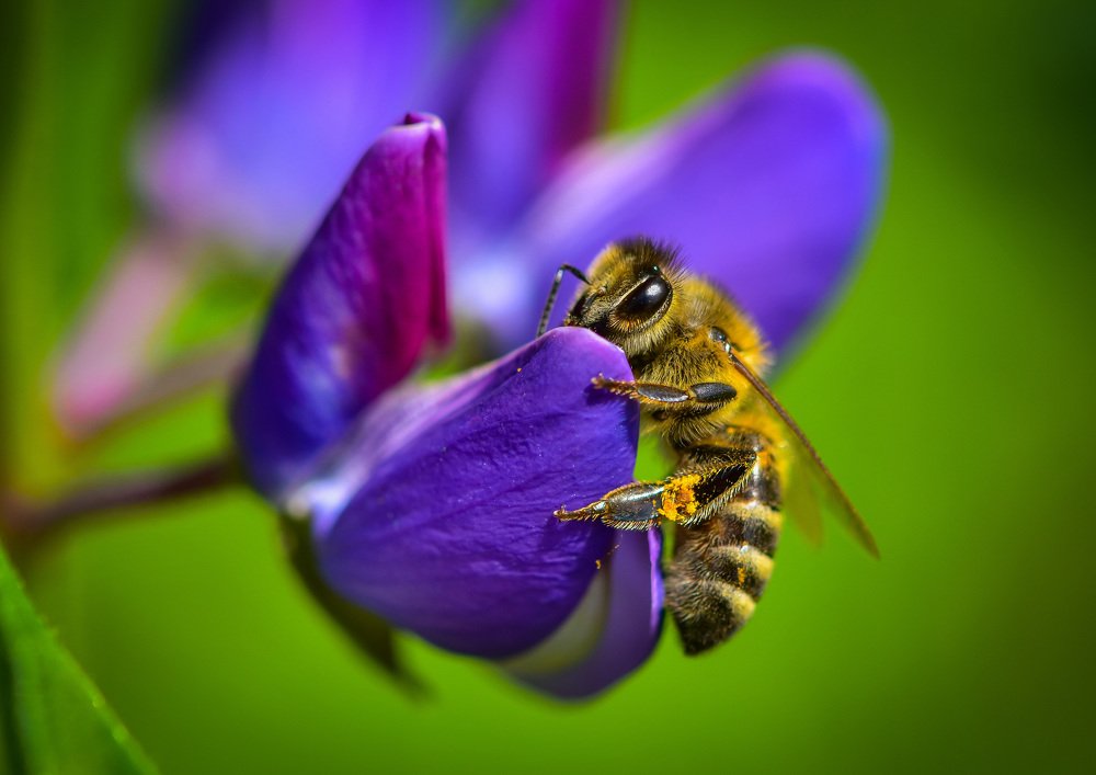 Пчела и синий цветок Люпин