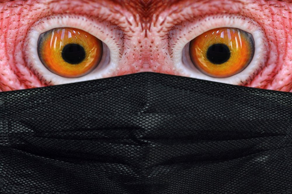 Ну коронафикус, погоди!...