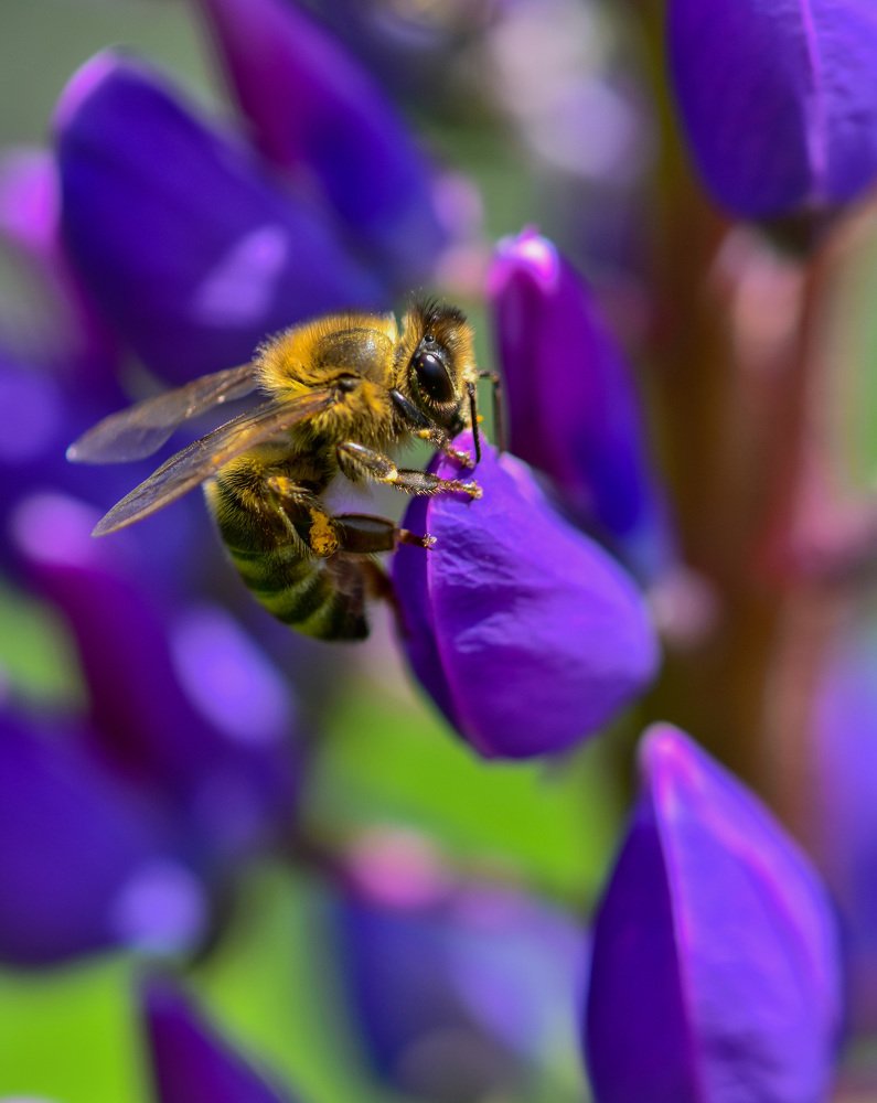 Люпиный нектар